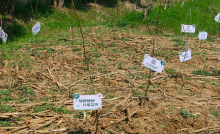 冠航機(jī)械開展“草長鶯飛日、植樹增綠時(shí)”主題活動(dòng)